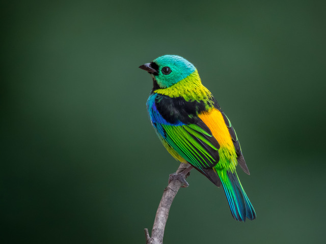 Megacoloridas em extinção urbana: como as cidades excluem as aves mais exuberantes do Brasil