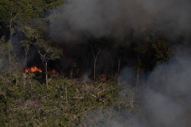Frugivoria em risco: estudo mostra perda de interações entre animais e plantas na Amazônia degradada