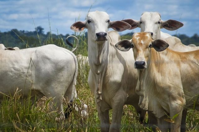 A Batalha do Ibama Contra o Gado do Desmatamento