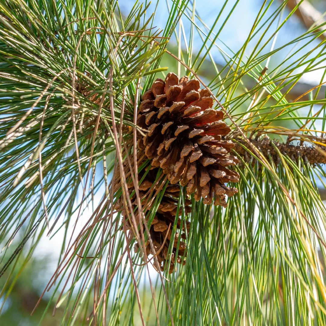 IA brasileira detecta invasão de Pinus e promete revolucionar a conservação da biodiversidade