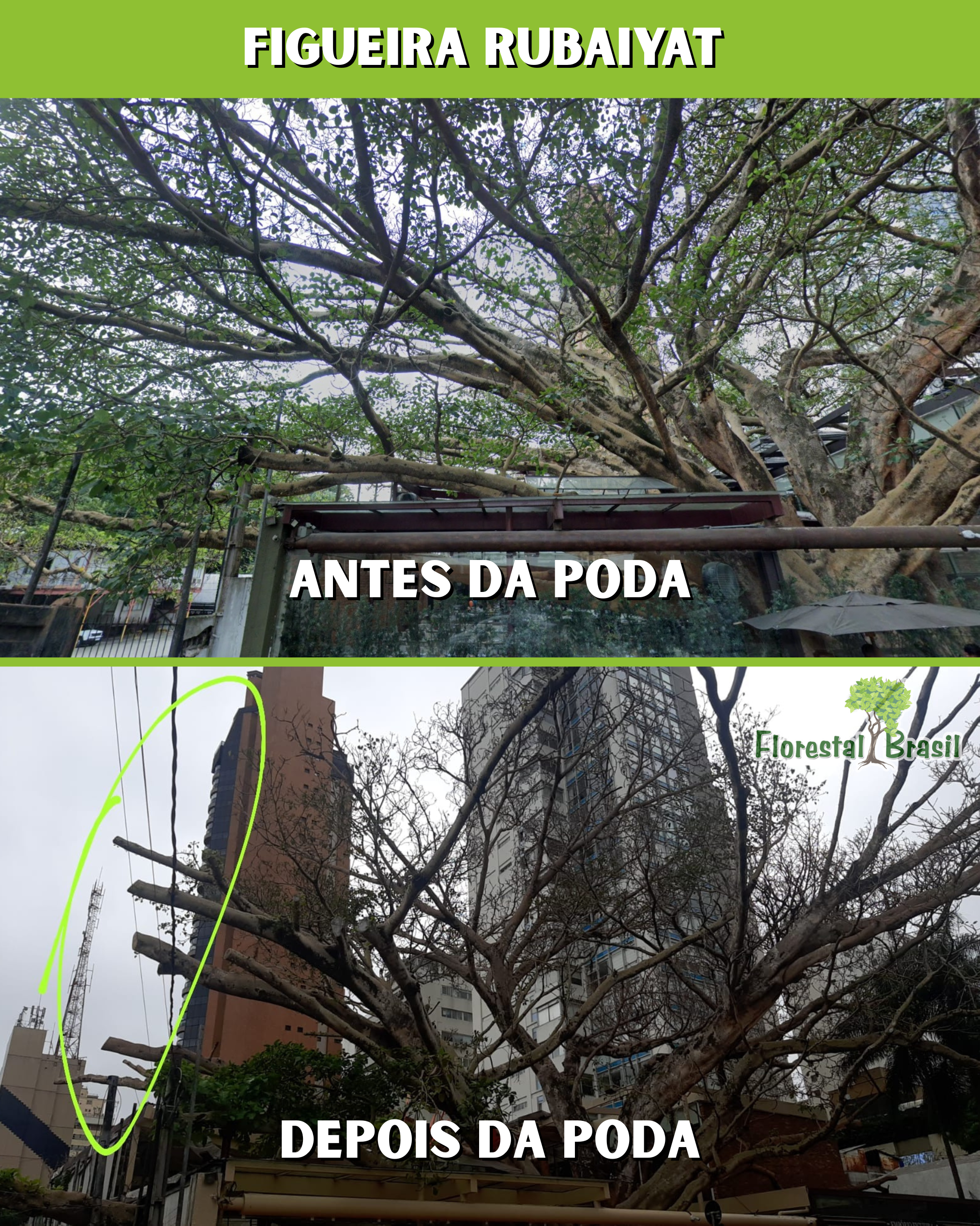 Figueira centenária do Rubaiyat é podada e reacende debate sobre manejo urbano