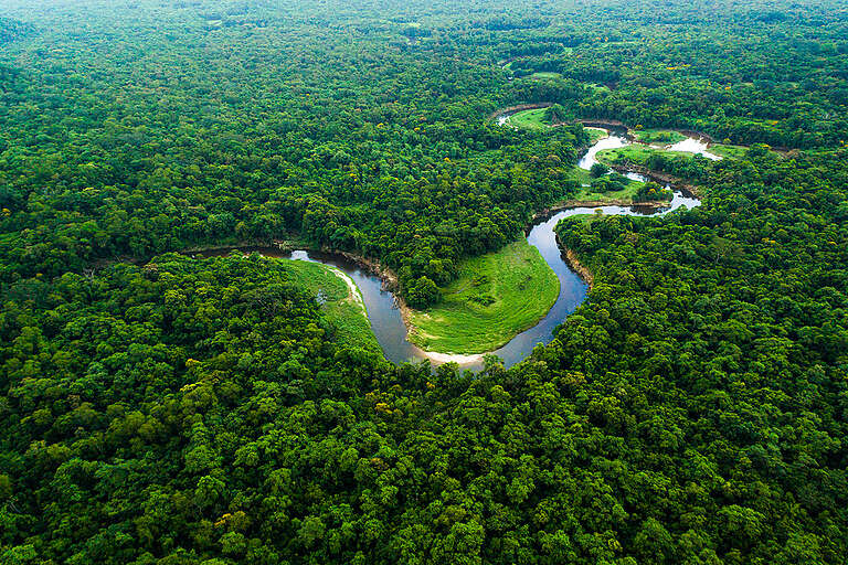 Árvores da Amazônia estão ficando maiores, revela estudo global da Nature