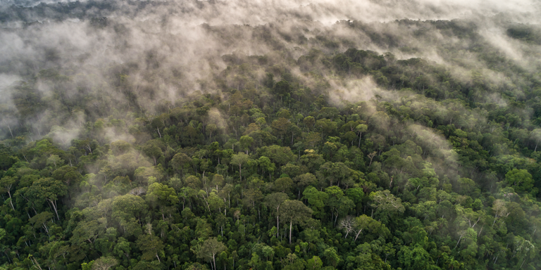 Governo regulamenta créditos de carbono em concessões florestais