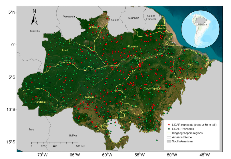 árvores gigantes da Amazônia