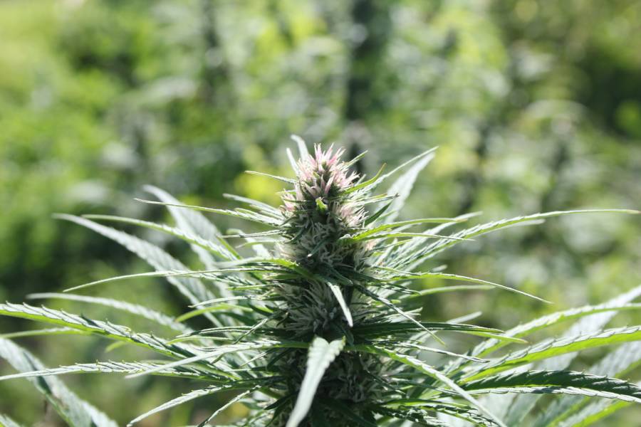 Pesquisa com cannabis avança no Brasil, mas enfrenta entraves legais