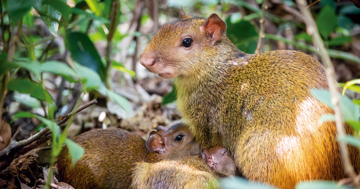 Da defaunação à desextinção: o retorno dos animais perdidos