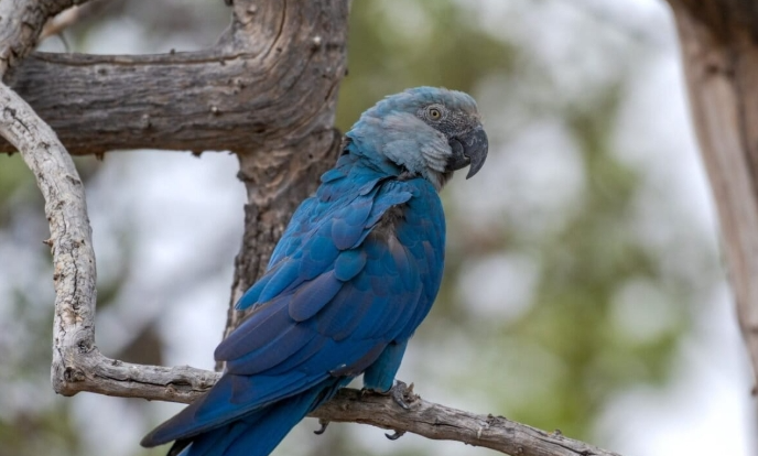 Surto de circovírus ameaça projeto da ararinha-azul na Bahia