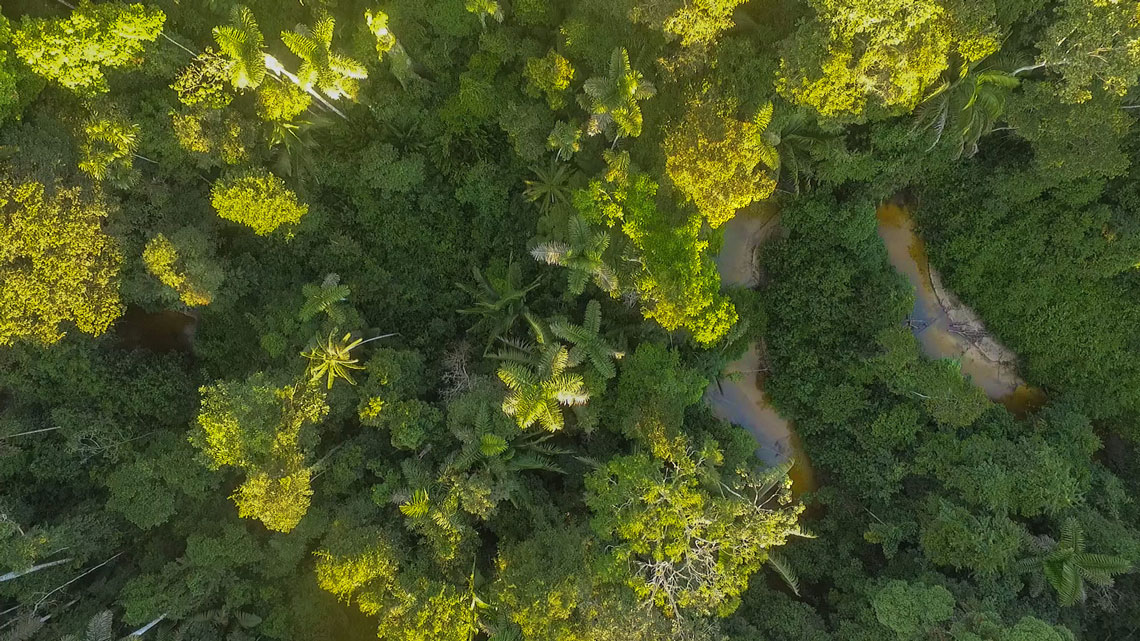 fungos amazônicos
