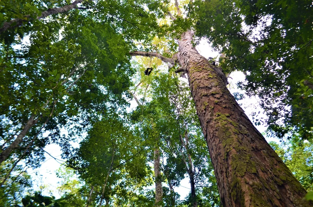 árvores gigantes da Amazônia