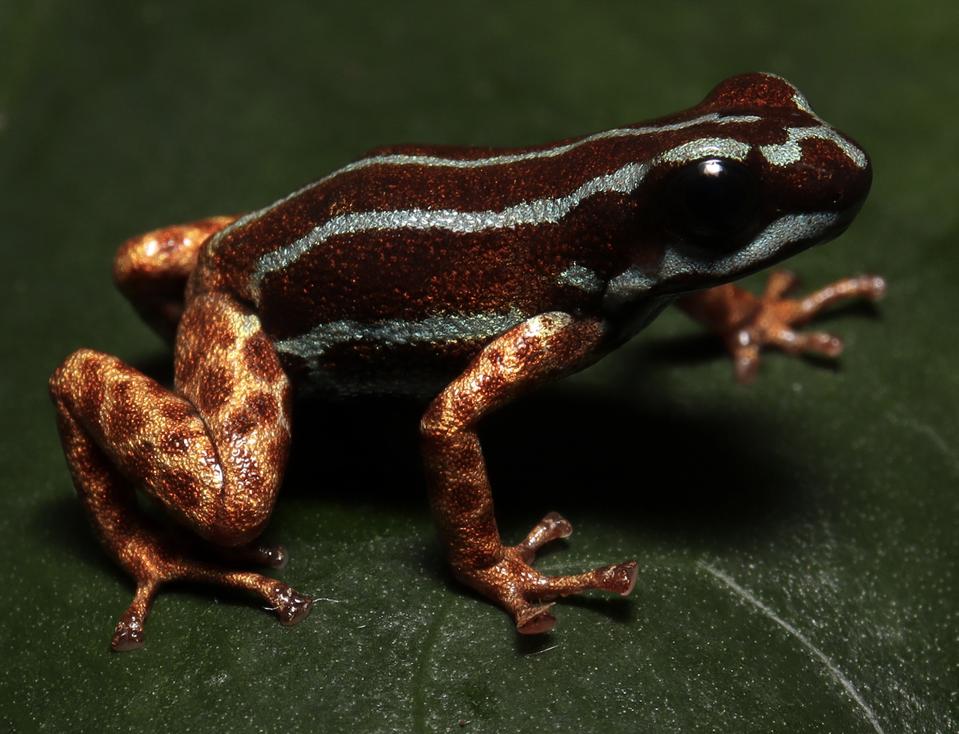 Nas matas do Juruá, um sapo de pernas metálicas revela novos segredos da Amazônia