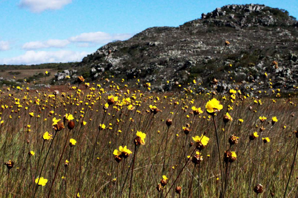 plantas do Espinhaço Mineiro