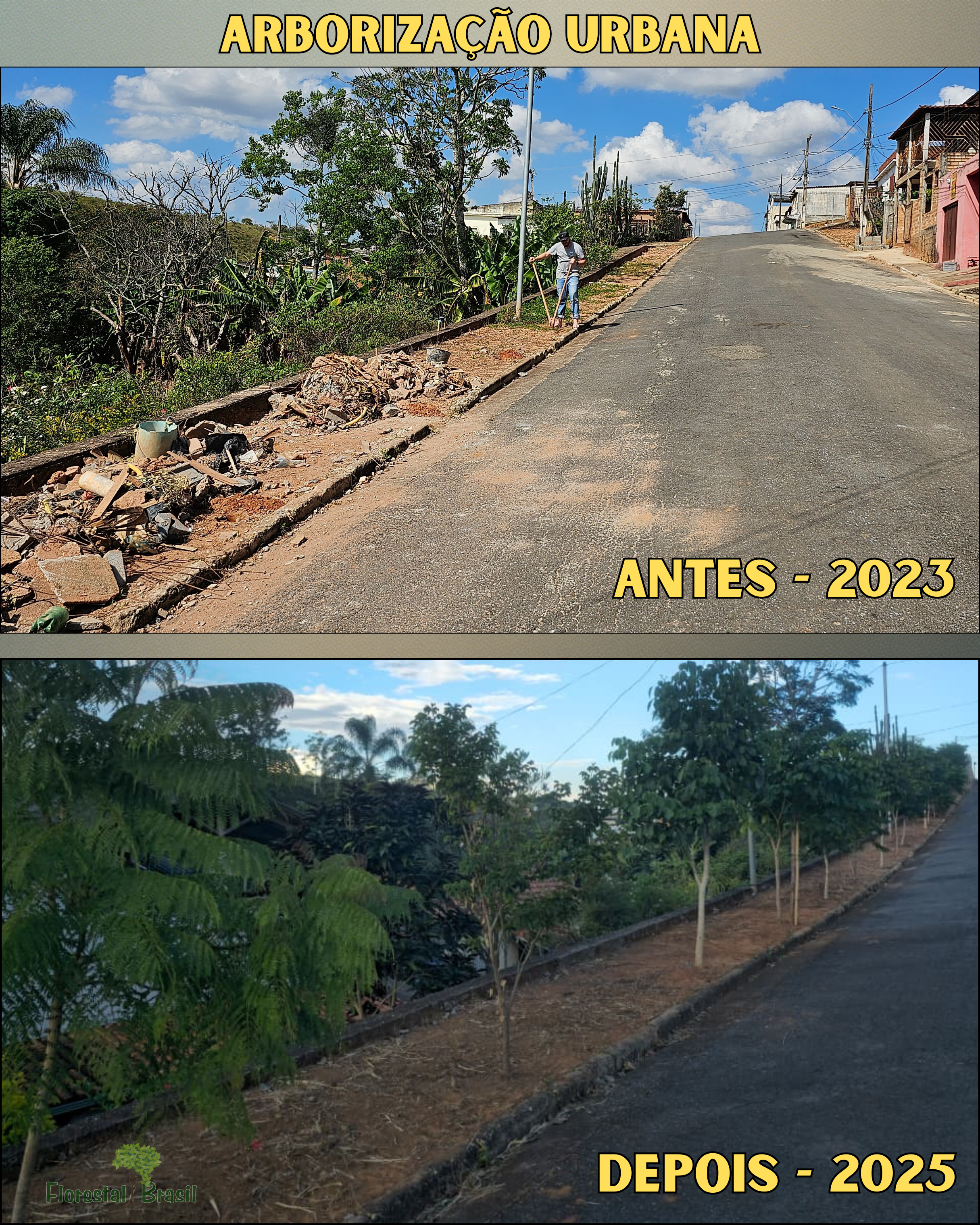 As árvores da calçada: um exemplo de resistência e cuidado ambiental