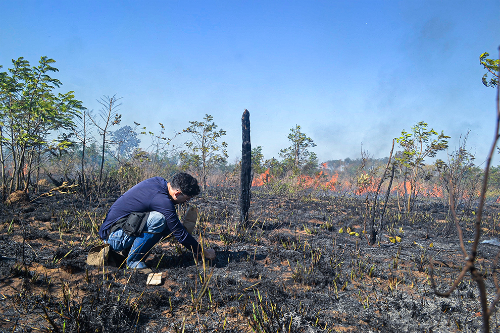 gramíneas no Cerrado