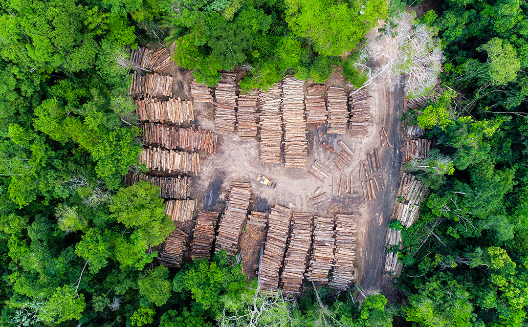 Amazônia Legal movimentou mais de 6,5 milhões de m³ de madeira nativa em 2024 e setor ganham destaque às vésperas da COP30