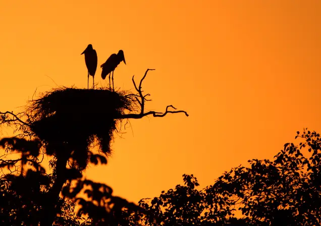 Ondas de calor colocam a reprodução animal em risco e deixam efeitos que atravessam gerações