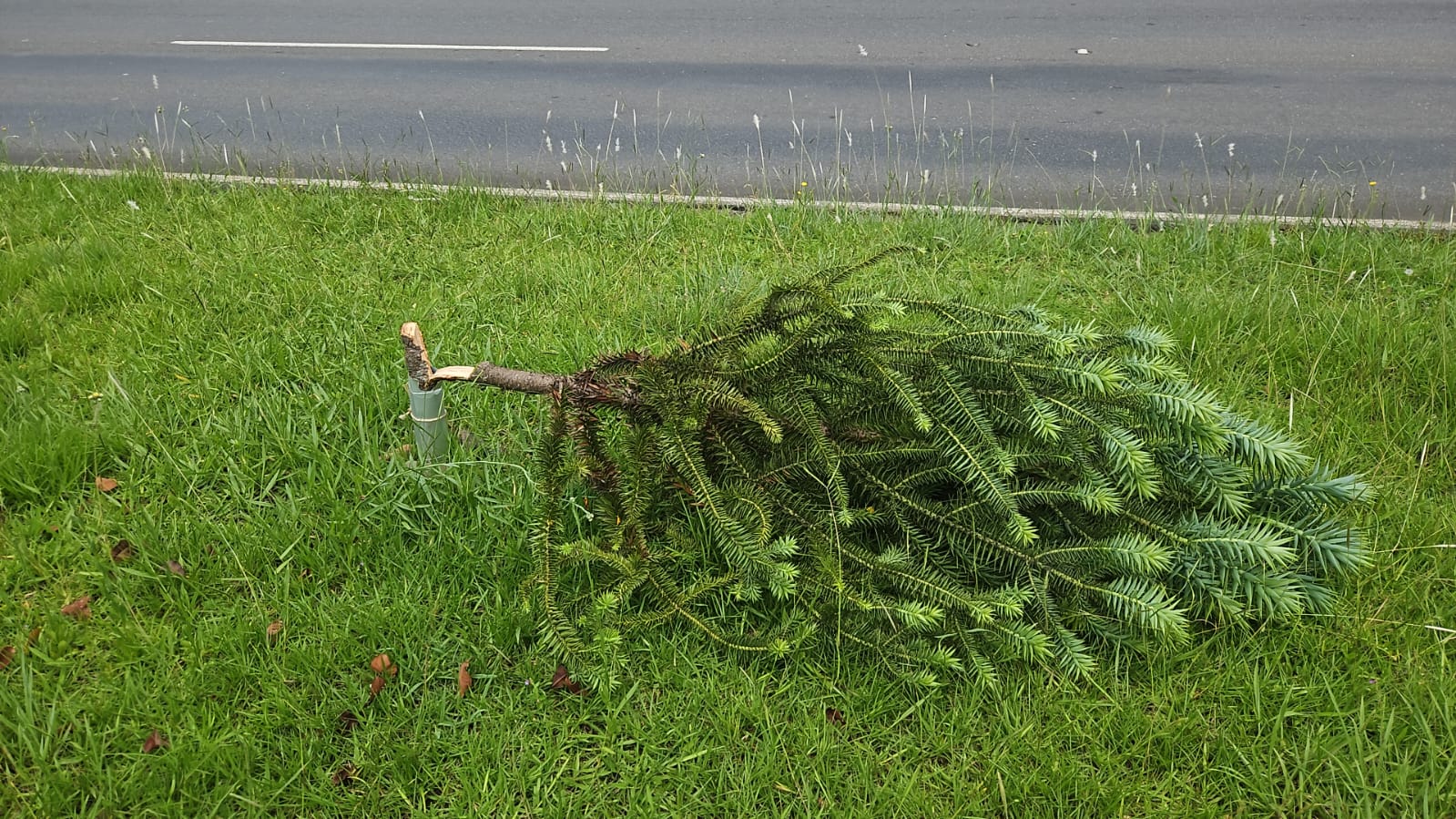 VANDALISMO: Mais de 80 árvores nativas plantadas por voluntários são destruídas em Curitiba