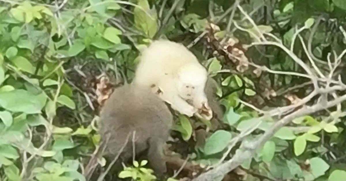 Sauá albino é registrado pela primeira vez no mundo em área da Mata Atlântica
