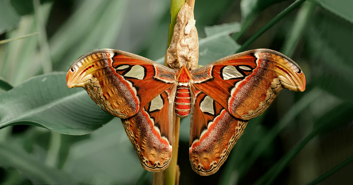 Camuflagem ou cores vivas? Estudo global com a USP revela qual estratégia vence na natureza