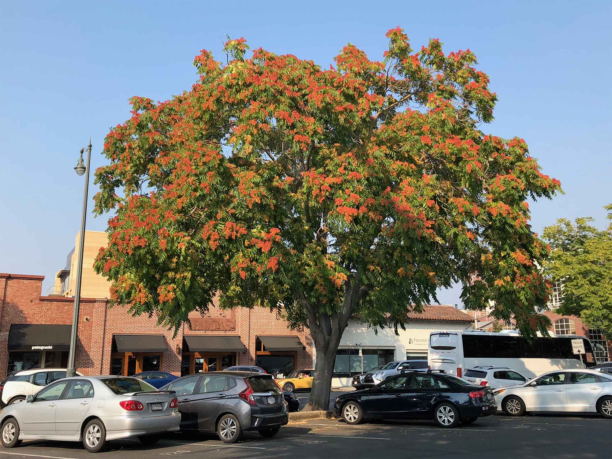 Transforma solo, intoxica insetos e domina habitats perturbados: Ailanthus altissima, a “árvore-do-céu”, se torna uma das espécies invasoras mais difíceis de conter na Europa
