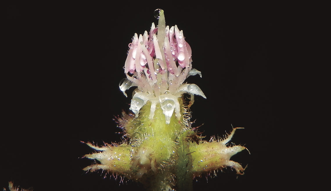 Flores à prova de chuva: estudo da UFRGS revela adaptação evolutiva das pétalas em ambientes úmidos