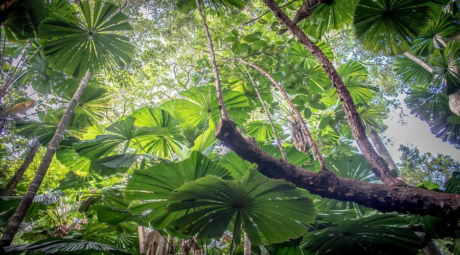 Essa Floresta tropical está emitindo mais carbono do que absorvendo, e isso pode ter um efeito cadastrófico