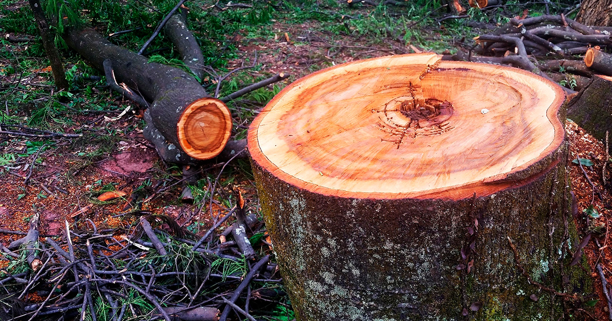 Como o agro pode pagar sua dívida de carbono