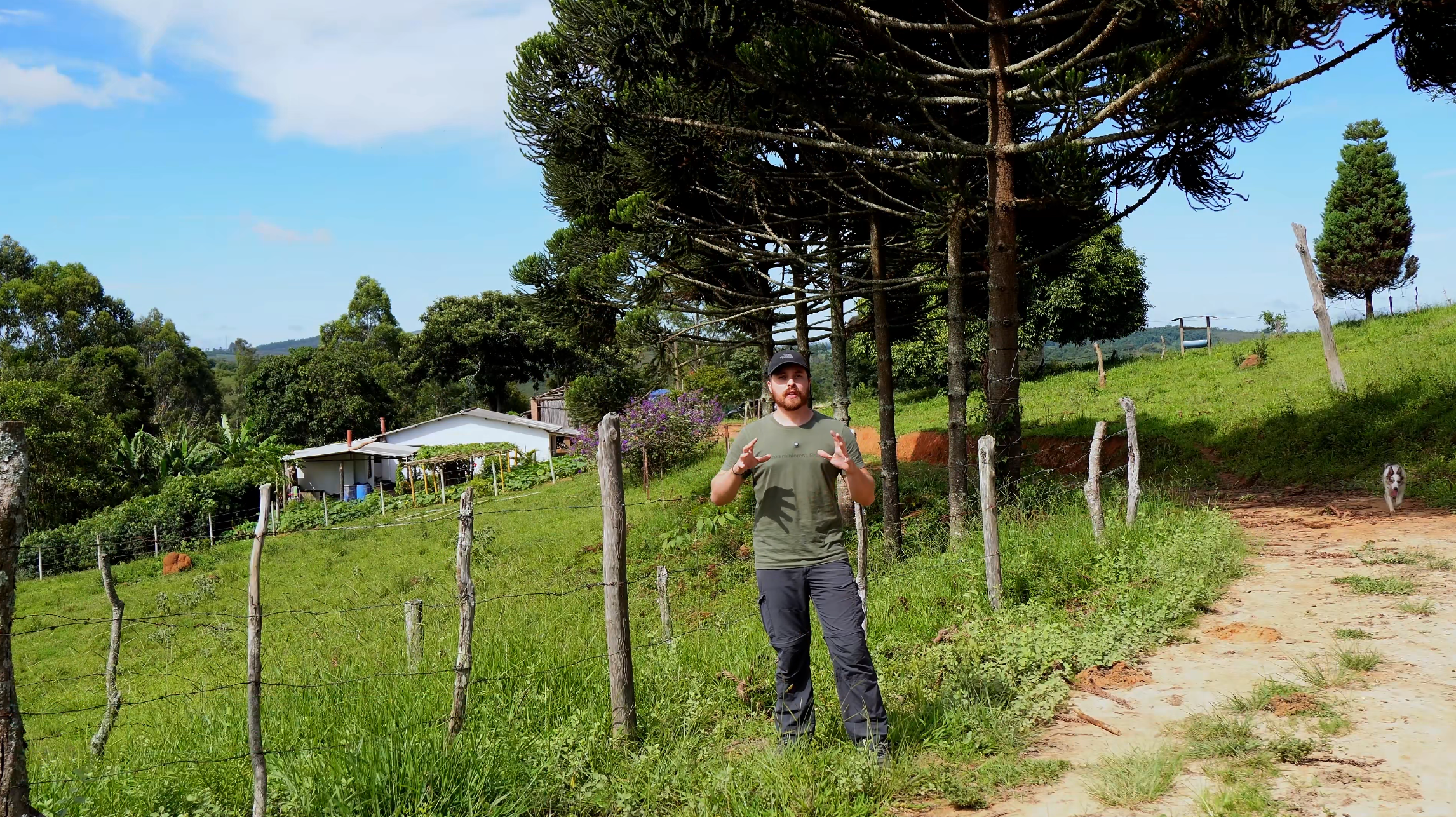 Arborização Rural: estratégias para valorizar a propriedade e promover o bem-estar animal
