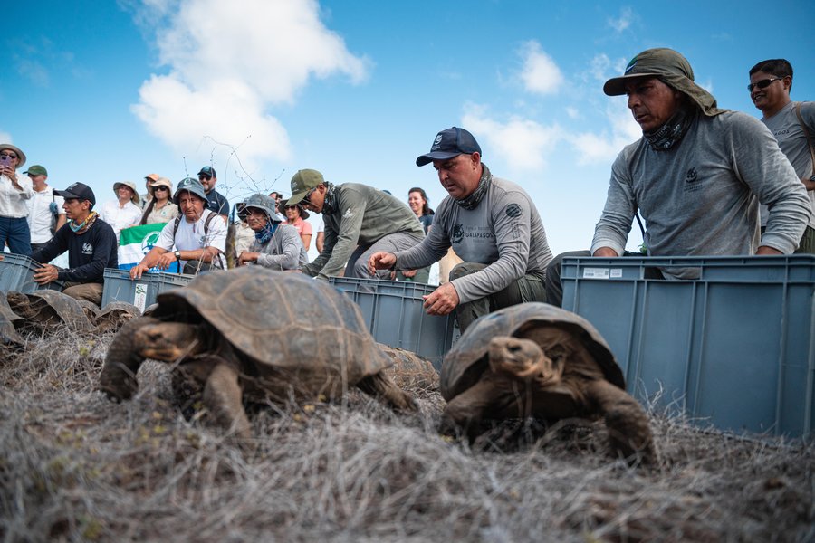 Tartarugas gigantes retornam à Ilha Floreana após mais de 150 anos e marcam nova etapa de restauração ecológica nas Galápagos