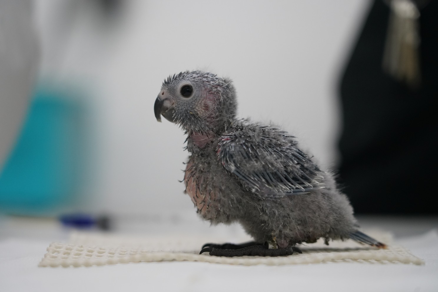 Espécie ameaçada de extinção, periquito cara-suja ganha 14 novos filhotes no Parque das Aves