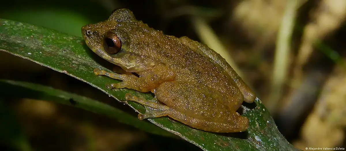 Nova espécie de perereca descoberta no Cerrado de Minas Gerais levanta alerta para conservação do bioma
