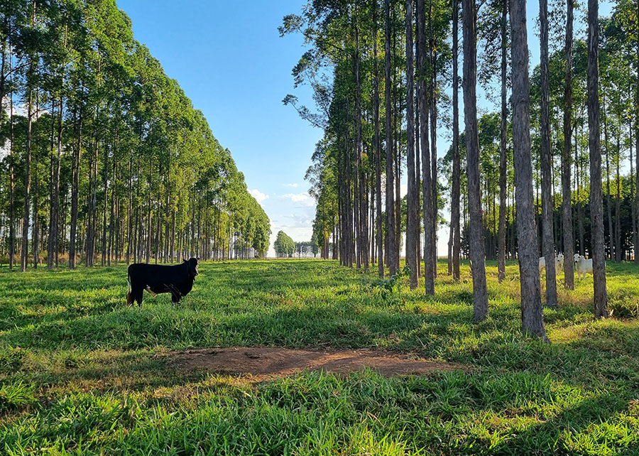 Estudo inédito revela déficit de 1,4 bilhão de toneladas de carbono causado pela agropecuária no Brasil