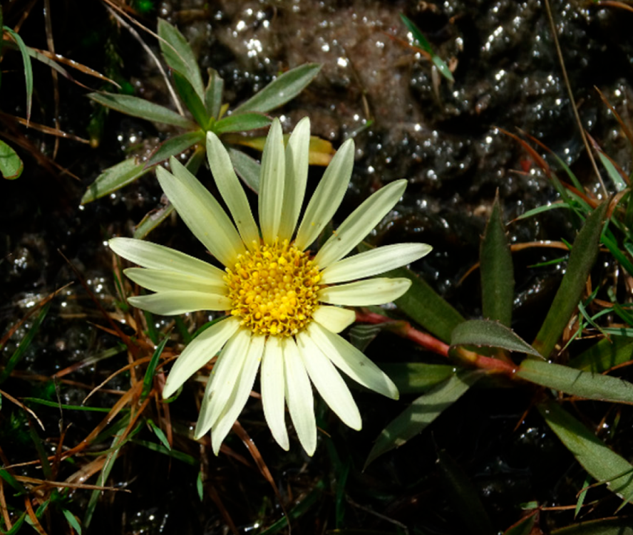 Grindelia mutabilis
