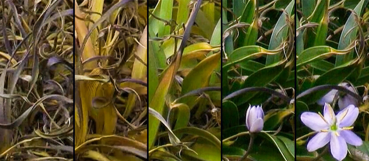 Plantas da Ressurreição: o segredo botânico para salvar a agricultura na crise climática