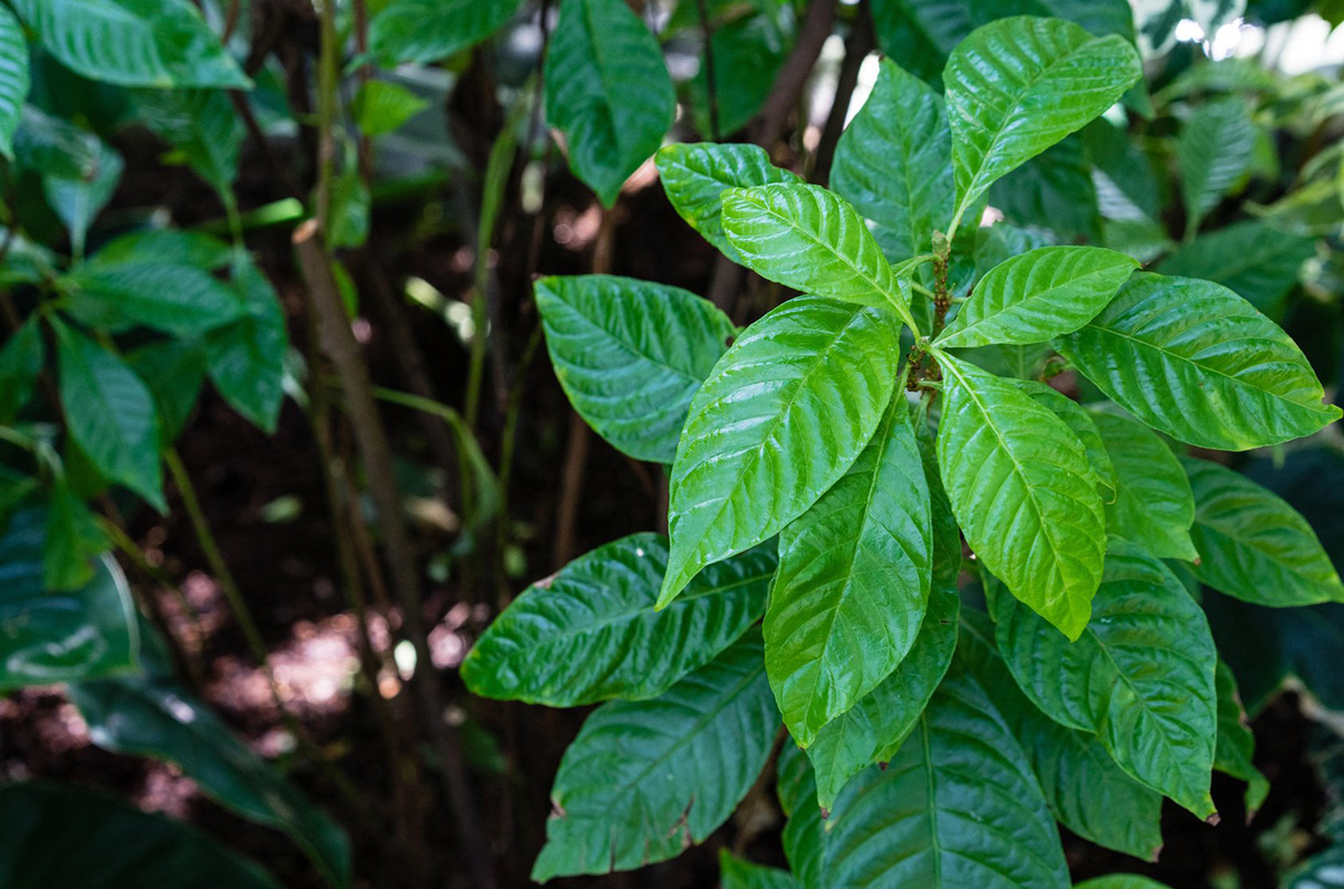 Tabaco Psicodélico: como a biotecnologia fez uma planta produzir cinco alucinógenos diferentes