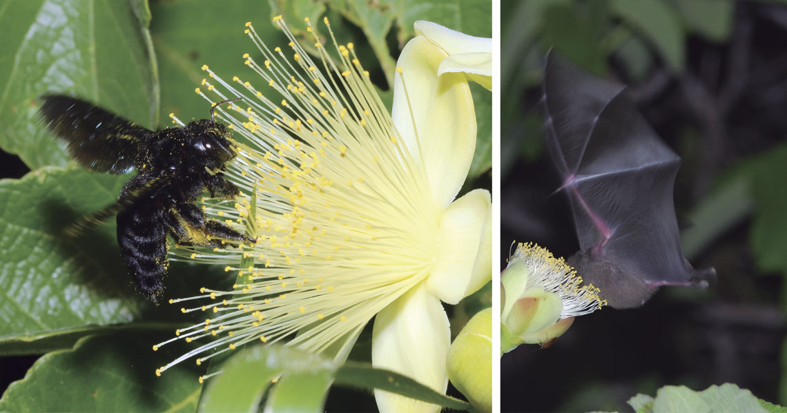 Evolução em tempo real: pequi-anão altera sua estrutura e polinizador para sobreviver no Cerrado