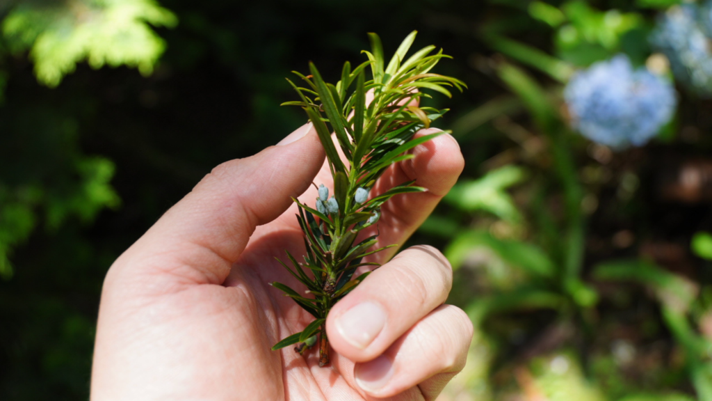 folha e fruto do podocarpus lambertii - pinheiro-bravo