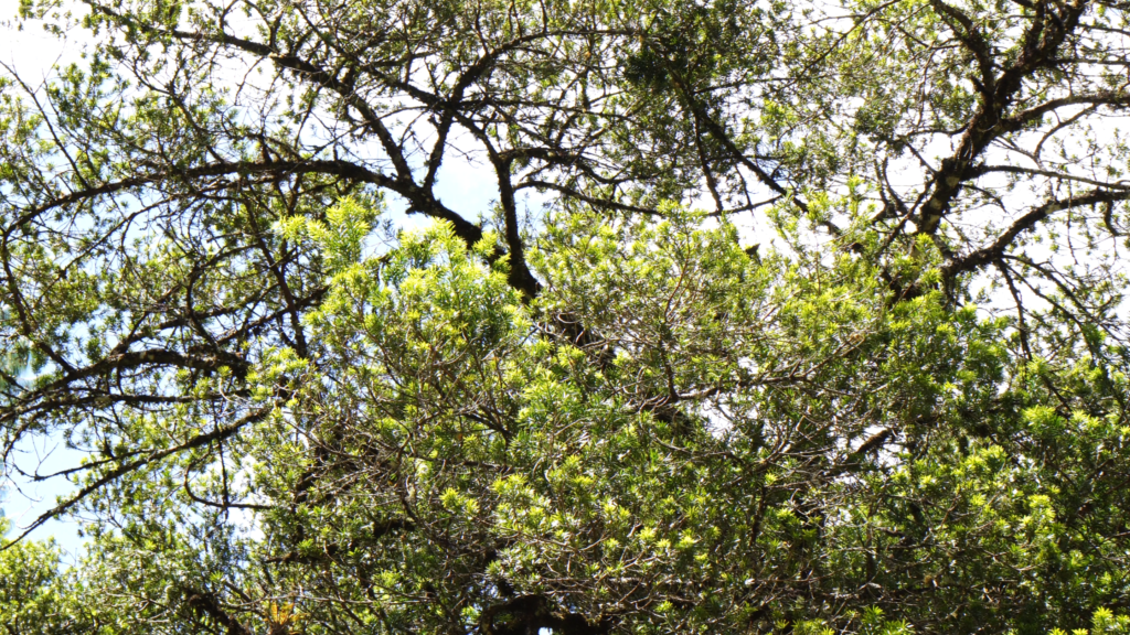 pinheiro-bravo (podocarpus lambertii)