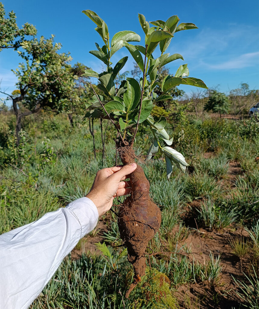 Herbcronologia em campos naturais