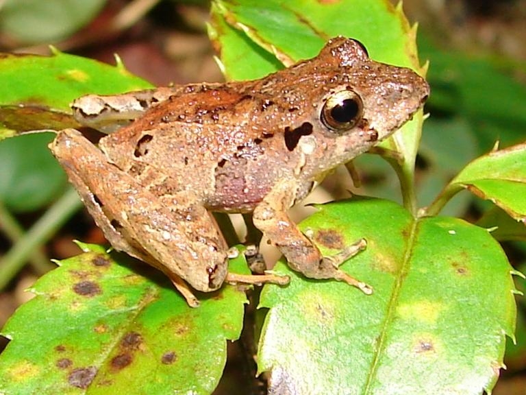 A barreira invisível: como a fragmentação da paisagem destrói a defesa biológica dos anfíbios na Mata Atlântica