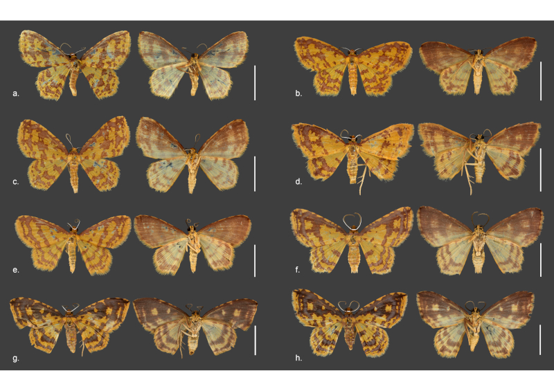 A Riqueza Oculta nas Folhas: Estudo revela oito novas espécies de mariposas no Brasil e homenageia cultura afro-brasileira