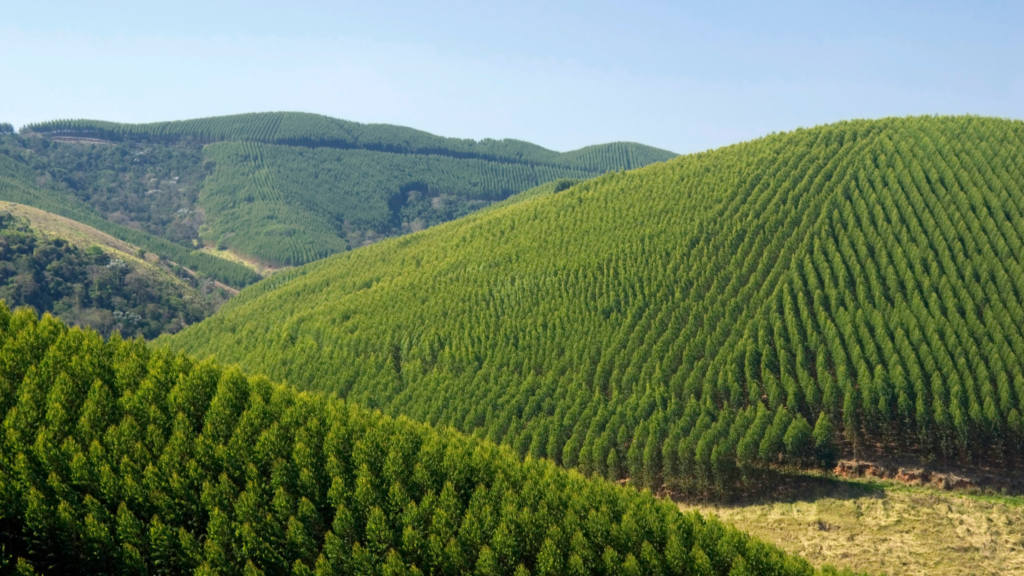 Florestas plantadas no Brasil