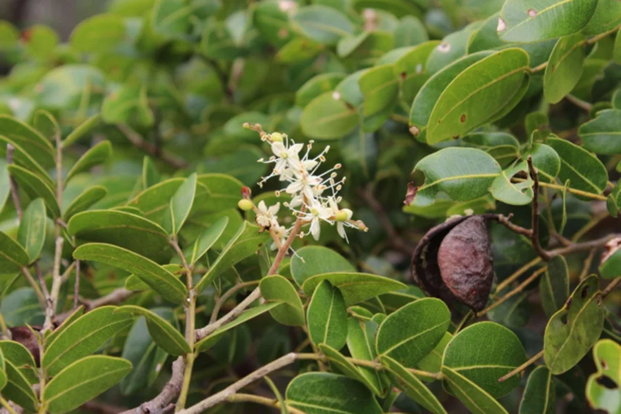 A Farmácia da Mata Atlântica: folhas de copaíba-vermelha revelam ação multialvo contra o vírus da COVID-19