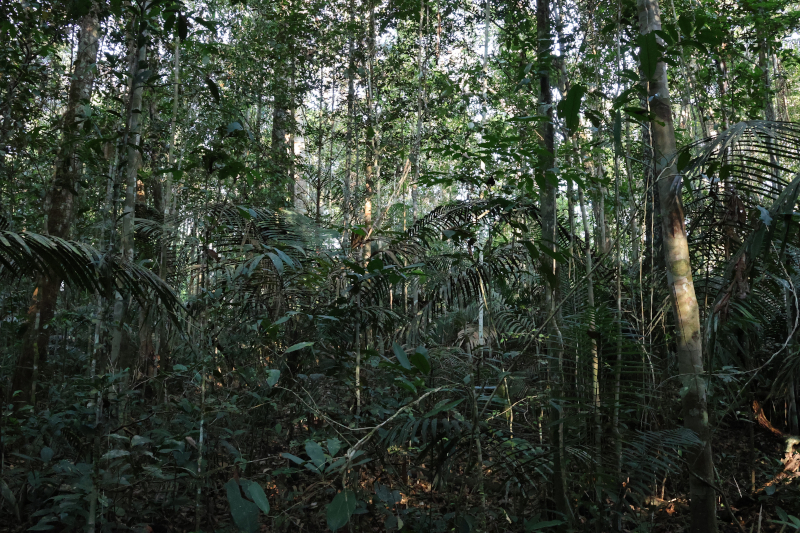 Florestas primárias: as guardiãs da Amazônia