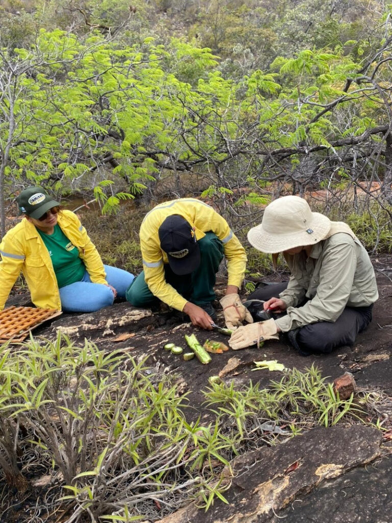 Novas espécies Serra do Espinhaço