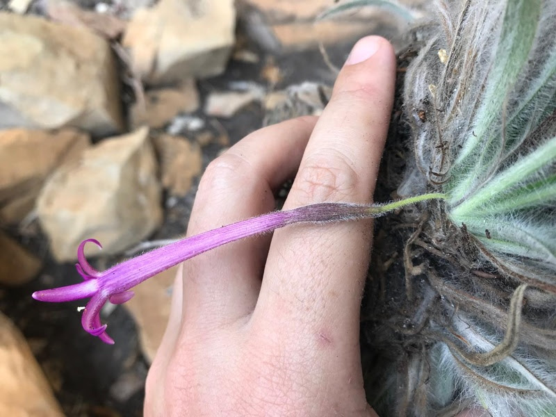 Tesouro Botânico: Mais de 20 novas espécies de plantas são descobertas na Serra do Espinhaço, em Minas Gerais